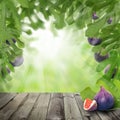 Figs on wooden table. Sunlight green concept