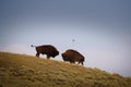 Bison fighting Royalty Free Stock Photo