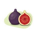 Figue cartoon fruit. Vegan organic eco product. vector illustration