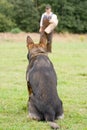 Figurant and German shepherd at work Royalty Free Stock Photo