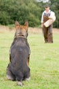 Figurant and German shepherd at work Royalty Free Stock Photo