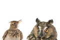 Figurative picture of a portrait of an owl and a lark isolated on a white background Royalty Free Stock Photo