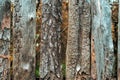 Figure bug bark beetle. Old boards. Wooden background. A fence on an autumn day nature. Old wood planks. Royalty Free Stock Photo