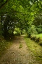 Fantastic Stoned Path On The Route Of The Encantau Camin In The Council Of Llanes. Nature, Travel, Landscapes, Forests, Fantasy. Royalty Free Stock Photo