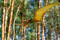 The figure of a dinosaur hovering under the trees in the forest.