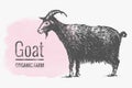 Graphic drawing of a goat with a pen. The silhouette of a pet in a vintage style. Horned goat.