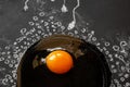 Figure of egg and sperm on a black chalk board, drawn in chalk. In the center of cumulus and zona pellucida is a chicken egg.