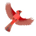 Figure of a flying red cardinal bird Royalty Free Stock Photo