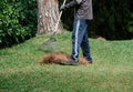 Figure of a gardener collecting pine debris with a rake