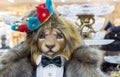The figure of a lion is dressed in a fur coat, a tail coat with a butterfly and a crown on his head Royalty Free Stock Photo
