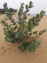 The figure plant in the Desert Area.And thick green leaves.