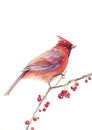 Figure red cardinal on a white background. Royalty Free Stock Photo