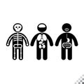 Solid human stick figures low height with the skeletal, digestive system, and major human organs; lungs, liver, brain, pancreas, Royalty Free Stock Photo