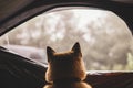 Figure single resting dog in dark campsite forest, close up back view tourist red shiba inu leisure in camp tent, outline hiker