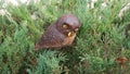 The figure of a small plastic owl on the wide branches of small thuja