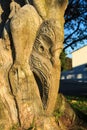 Maori art. Stylized face carved into tree trunk. Tauranga, New Zealand