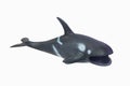 Figure toy Killer whale isolated closeup image Royalty Free Stock Photo