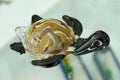 Turtle made of glass Royalty Free Stock Photo