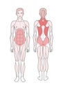 Figure of the woman, the scheme of the basic trained muscles. Front and rear view. Isolated on white background