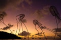 Figures of jellyfish on a background of colorful sunset