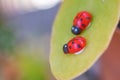 Figures of spring ladybugs on green leaves and unfocused background seen from the foreground in macro photography Royalty Free Stock Photo