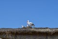 Figures storks on the thatched roof Royalty Free Stock Photo