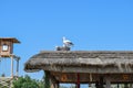 Figures storks on the thatched roof Royalty Free Stock Photo