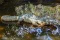 The figurine of a alligator in the tropical forest in Yanoda Park, Sanya city. Hainan island, China