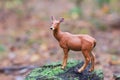 Figurine deer in autumn forest Royalty Free Stock Photo