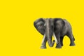 Figurine Elephant on a yellow background Royalty Free Stock Photo