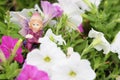 Figurine of a fairy displayed among white and pink petunias