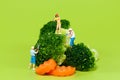 Farmers harvesting broccoli Royalty Free Stock Photo