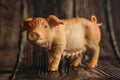 Figurine of a toy pig on a wooden background