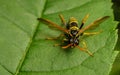 A Figwort Sawfly