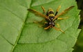 A Figwort Sawfly