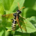 Figwort sawfly (Tenthredo scrophulariae)