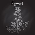 Figwort Scrophularia nodosa , medicinal and honey plant