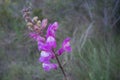 Figwort Royalty Free Stock Photo