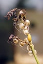 Figwort Weevil pupae Royalty Free Stock Photo