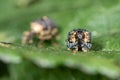 Figwort weevils (Cionus scrophulariae) on foodplant head on