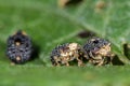 Figwort weevils (Cionus scrophulariae) on foodplant