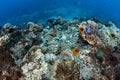 Fiji Anemonefish and Coral Reef