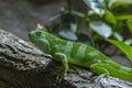 Fiji banded iguana Royalty Free Stock Photo