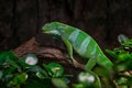 Fiji banded iguana, Brachylophus bulabula, green lizard sitting on the tree branch i the dark tropic forest. Reptile from Fiji.