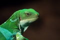 The Fiji banded iguana Brachylophus fasciatus is an arboreal species of lizard Royalty Free Stock Photo