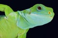 Fiji banded iguana (Brachylophus fasciatus) Royalty Free Stock Photo