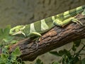 Fiji banded iguana, Brachylophus fasciatus, rare iguana from Fiji Royalty Free Stock Photo