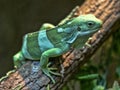 Fiji banded iguana, Brachylophus fasciatus, rare iguana from Fiji Royalty Free Stock Photo