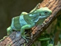 Fiji banded iguana, Brachylophus fasciatus, is rare to live only in Fiji Royalty Free Stock Photo