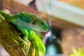 Fiji banded iguana, a endangered tropical lizard specie that lives on the fijian islands Royalty Free Stock Photo